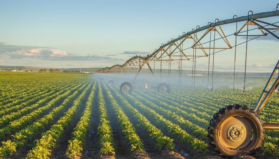 potato field irrigated by a pivot sprinkler system