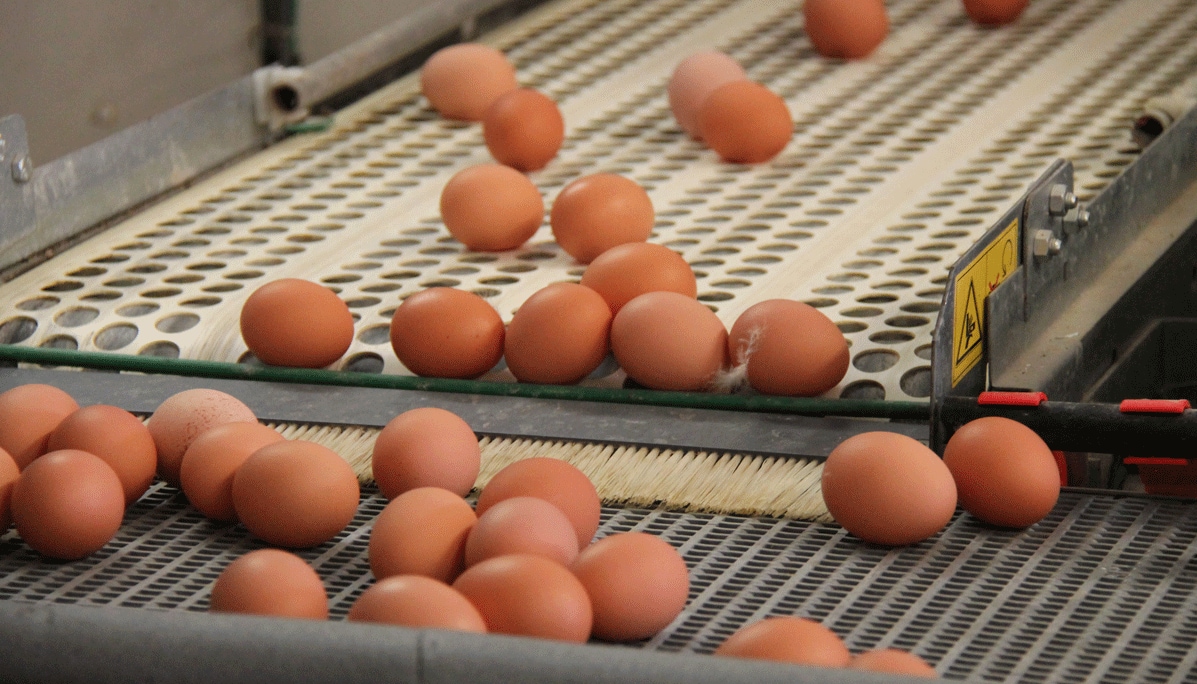 A Transfer of Farm Eggs Between Collecting Conveyors.